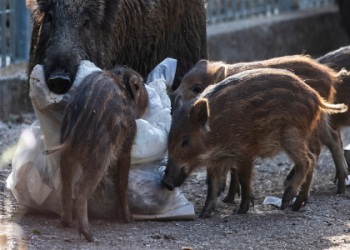 Gray Zone Line in the Sand: Should You Help or Hinder the Drug Crisis?