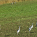 Cranes Echoing Call meaning? All about Crane sounds.