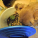 izzy dog: The Ultimate Guide to Caring for Your Furry Friend!