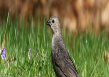 Where do weaver cardinals usually live? Find out about the natural homes of these amazing birds.